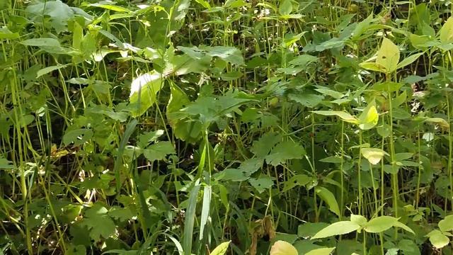 ДАГЕСТАНЦЫ ИЩУТ. ТАКОГО НИКОГДА НЕ БЫЛО. ВСЕ В ШОКЕ. Что происходит прямо сейчас. смотреть онлайн