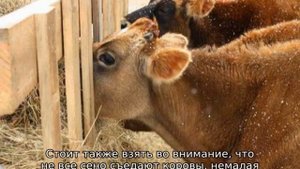Сколько сена нужно корове на зиму