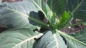 Эффективные способы Внекорневых подкормок на Огурцах, Томатах, Перцах, Арбузах и Капусте