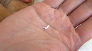 ?ВЫПАЛ МОЛОЧНЫЙ ЗУБ /СМЕНА МОЛОЧНЫХ ЗУБОВ У СОБАК и ЩЕНКА померанского шпица канал Шпиц Рони Пом