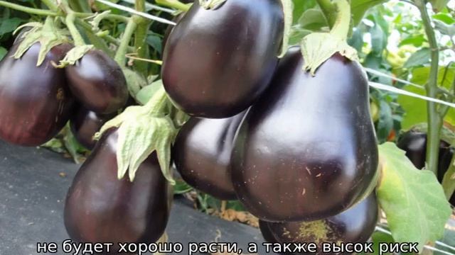 Баклажан Черный красавец смотреть онлайн