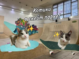 Котики (Лео и Люка) пришли в скейт парк, но Лео не умеет кататься!? Что же они будут делать?❤️?