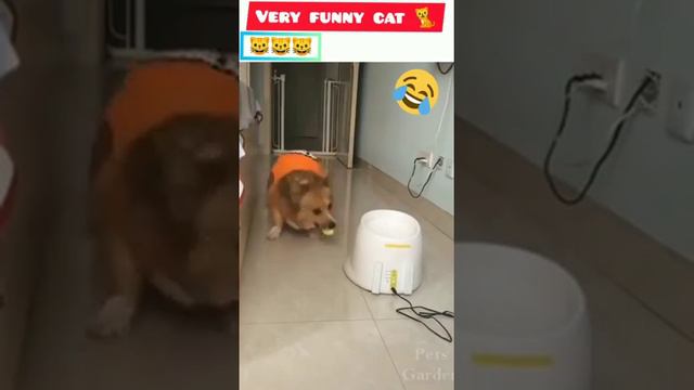 Best Funny Animal Vidoes 2022😂 || Animal Vidoe 😹 || cute cat vidoe 2022 😹|| Funnniest cat and dog😂