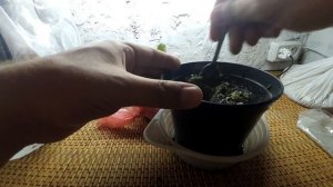 Эхинодорус на подоконнике