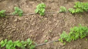Пассивная ловушка для улиток и слизней.