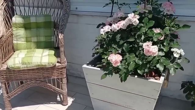 КАДКА-КАШПО своими руками. ИДЕАЛЬНАЯ РОЗА для садового контейнера .