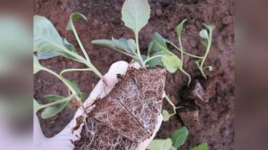 Как сею капусту и спасают ли бархатцы от крестоцветной блошки  #капуста#рассада#посадкакапусты