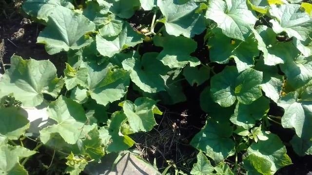 Цветут огурчики и есть завязь на огурцах посаженных 5 июля