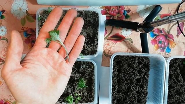 ЧЕРЕНКОВАНИЕ ХРИЗАНТЕМЫ мультифлора весной.Как вырастить шикарный шарик к лету?РАЗМНОЖЕНИЕ ХРИЗАНТЕ