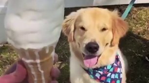 Пёс пробует мороженку
