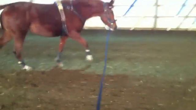 Dream Girl WF 1/2/13 (Dressage Royal x Savannah WF by South American Way xx/Abundance) смотреть онлайн