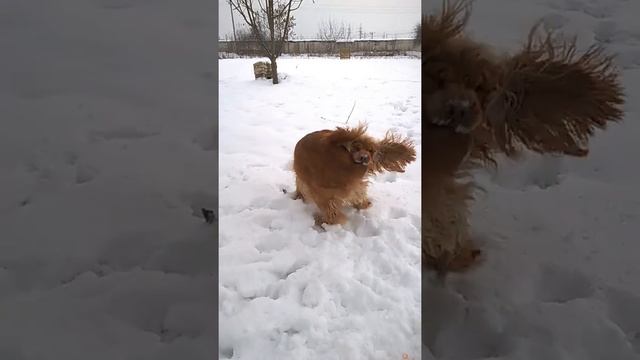 КОКЕР СПАНИЕЛЬ Филимон.Гомель.Беларусь смотреть онлайн