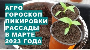 Агрогороскоп пикировки, перевалки, пересадки, посадки рассады в марте 2023 года