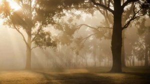 Relaxing Piano Music with Dawn Chorus Birds Singing - Beautiful Solo Piano Music & Nature Sounds