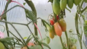 Томат Алые свечи 2020