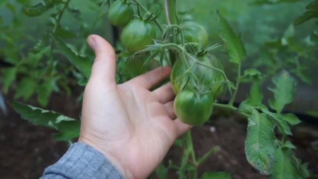 Томаты в теплице 2 июля. Сорта. Сад на Урале смотреть онлайн