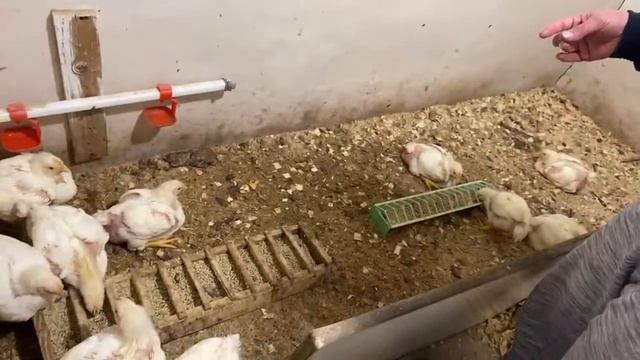 Нюансы глубокой подстилки и живых бактерий смотреть онлайн