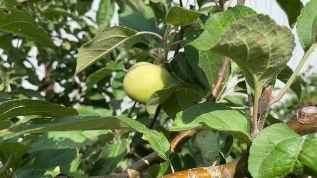 Яблоня Конфетное??. Летний сорт. Стоит ли сажать? смотреть онлайн