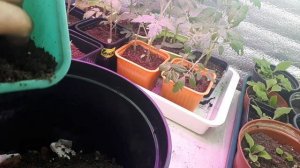 1. 04. 22  пересадка дома проснувшейся вост лилии в горшок.