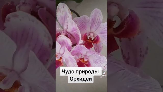 Чудо природы цветущие орхидеи❤️🌸 Сама нежность и красота!