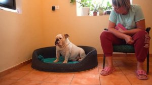 Английский Бульдог из Англии - отец детей нашей беременной Виты. 10 дней до родов. Сколько щенков?