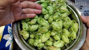 Бессонницу и множество других болезней ИЗЛЕЧИТ ХМЕЛЬ. Как сделать подушечку для крепкого СНА.