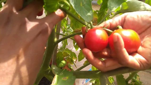 Indian Red Tomatoes and Jalapeno pizza Peppers Harvest. смотреть онлайн