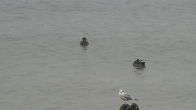 Балтийск, Пионерск, Отрадное Калининградской области Октябрь 2014 ч смотреть онлайн