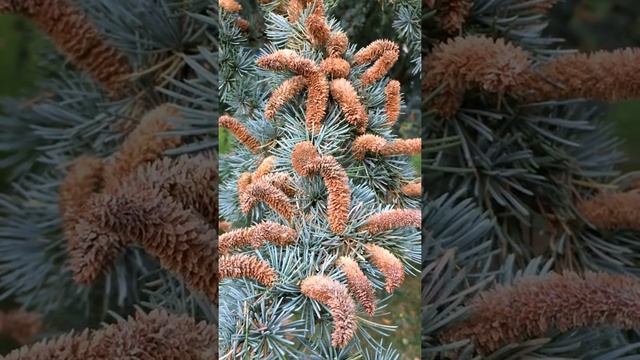 Blue Atlas cedar (Cedrus atlantica Glauca) - male flowers - October 2017