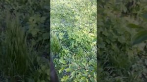 Печь с конфорками, печь под казан 12 литров