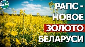 Рапс - новое золото Беларуси