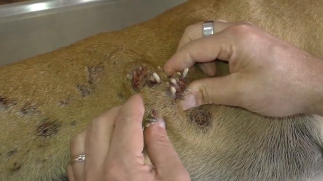 Remove mangoworms from dog - Remove mango worms from dog skin Удалите манговых червей с кожи собаки