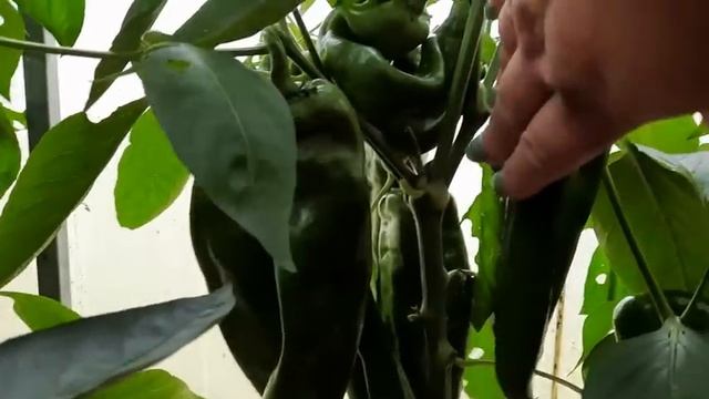 Большой Урожай ПЕРЦА ❗ Обзор Теплицы по Сортам ? Самые урожайные сорта Перца и Баклажан ?