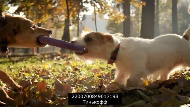 И жестячок в конце| разговоры с коллекторами
