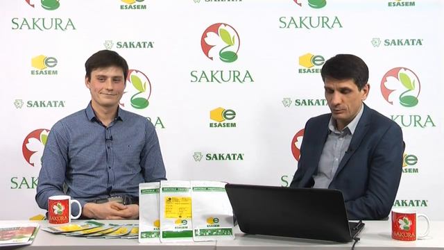 Розовый томат в теплице. Секреты выращивания // Прямой эфир