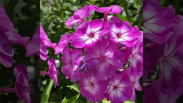 Флокс метельчатый Успех (Phlox paniculata Uspekh) смотреть онлайн