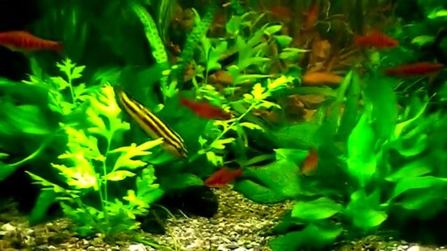 #Aquarium. Аквариум с живым фоном. смотреть онлайн