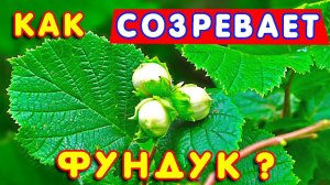 Как растет фундук орех? Как созревают орехи фундука? #3
