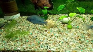 Рыба Голубой Дельфин в стрессе резко покрывается пятнами,рыбка хамелеон.Цихлиды из о.Малави в Африке