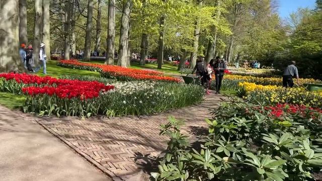 Парк тюльпанов КЕКЕНХОФ (Keukenhof) Нидерланды. Как добраться? Сколько стоит? Часть 1 смотреть онлайн