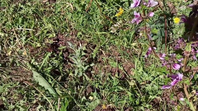 como esta el jardín de campo cortamos maleza y como están los geranios смотреть онлайн