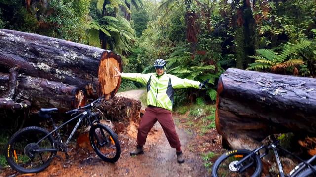 צל עץ תמר смотреть онлайн