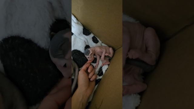 Красотулечка. Малышка канадского сфинкса. 10 дней. смотреть онлайн