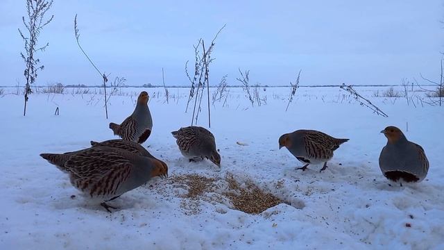 Как правильно кормить птиц. Часть 1 - зачем люди кормят птиц смотреть онлайн