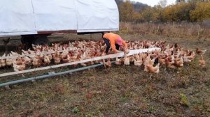 Как мы кормим наших пастбищных кур