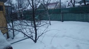 ПОГИБ СТВОЛ ( центральный проводник).Как СПАСТИ дерево при гибели ствола?