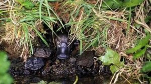 Утконос-интересные факты ????