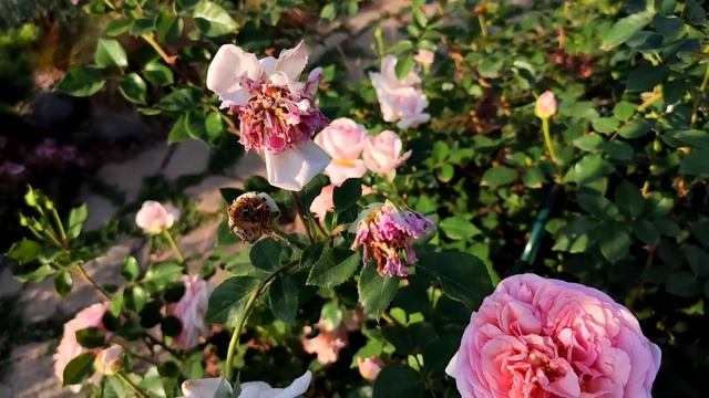 Зацветают розы. Декоративные травы. Мой сад. смотреть онлайн