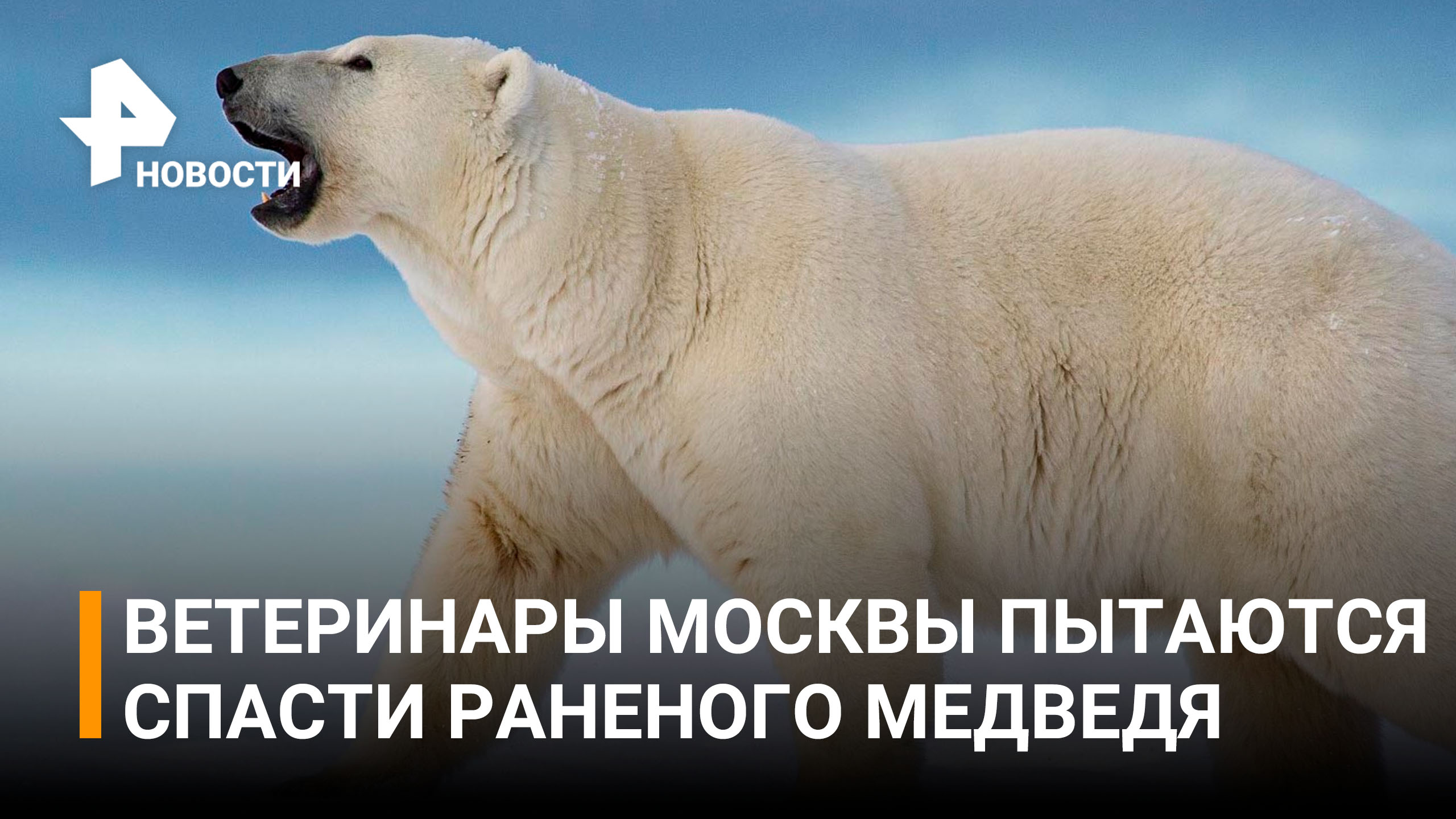 Как спасают белую медведицу из Диксона / РЕН Новости