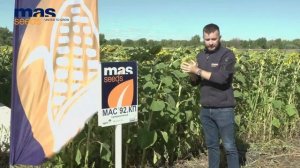 МАС 92 КП: бриллиант коллекции подсолнечника!